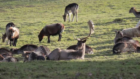 Majestätische-Männliche-Hirsche,-Die-Mit-Herde-In-Der-Tierfarm-Ruhen,-Während-Schafe-Auf-Gras-Grasen