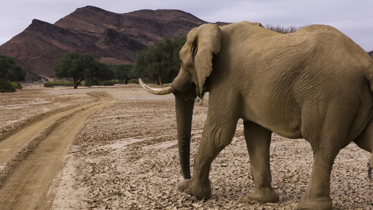 Mighty bull elephant walks through Hoanib Valley in Namibia toward a mountain range. The impressive male turns onto a rutted sandy path to progress faster. Long shot