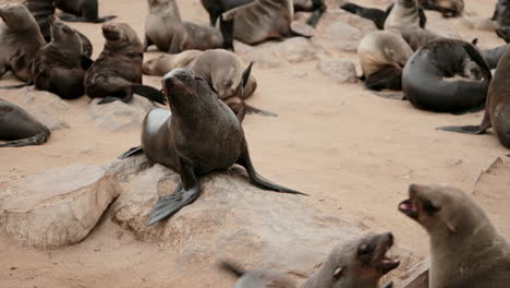 cape fur seals on the beach