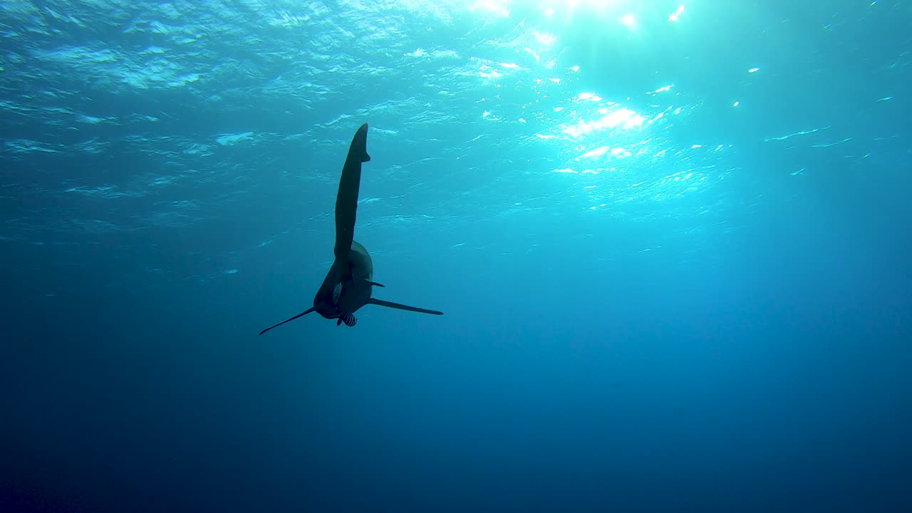 Underwater Shark Silhouettes