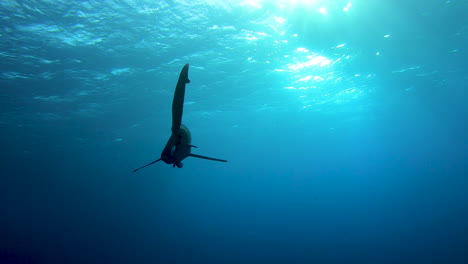 underwater shark silhouettes