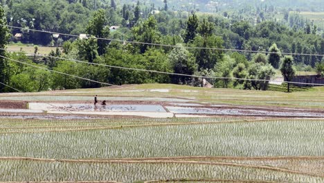 beauty of rural india and farmers land, nature beauty, hills, green fields with village life in forest area and timeless travel escapes, sstktravel