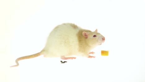 beige rat with food