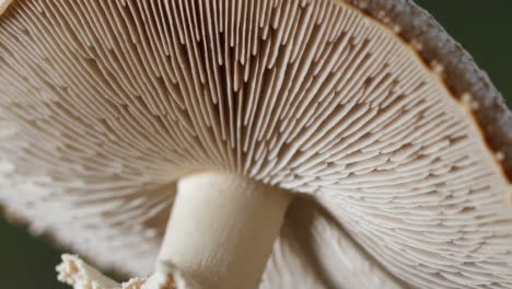 close-up of mushroom gills