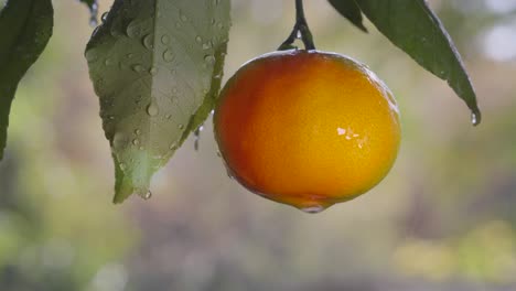 citrus fruits in the glare of the sun and raindrops