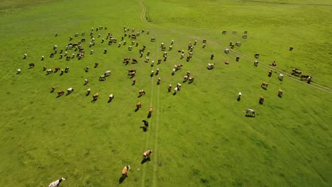 large-dairy-cattle-herd-grazing-freely-in-wide-green-field,-aerial-dolly-in-view