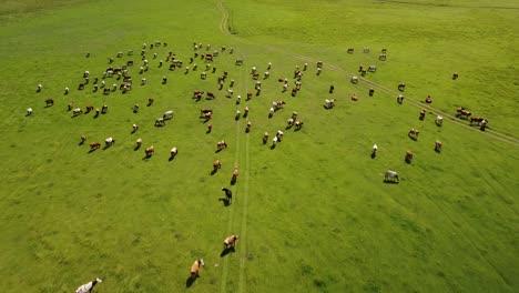 large dairy cattle herd grazing freely in wide green field, aerial dolly in view