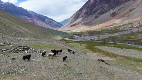 aerial drone shot revealing the serene and expansive vistas that define ladakh’s spectacular scenery.