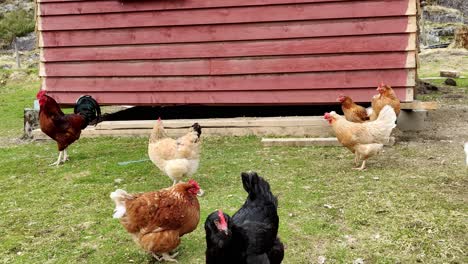 Pollos-De-Varios-Colores-Y-Una-Gran-Gallina-Caminando-Libremente-Por-Una-Tierra-De-Cultivo