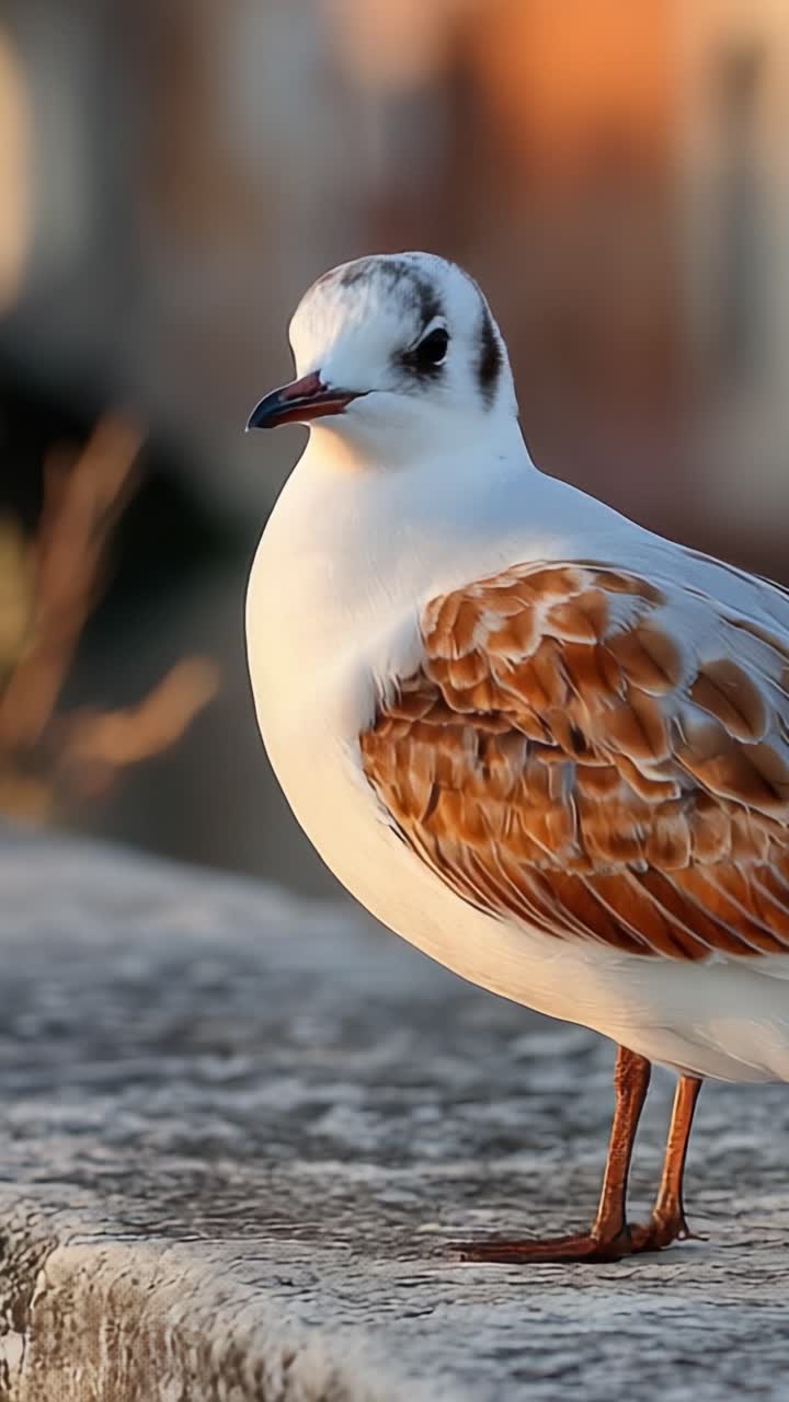 Primo piano accattivante di un bellissimo uccello con piume eleganti e colori sgargianti, posato tranquillamente su una superficie di pietra alla luce naturale.