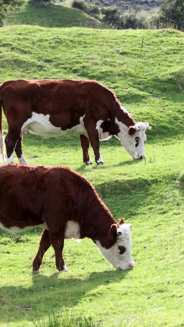 Bovini Hereford pascolano pacificamente su erba verde vibrante sotto la luce naturale del giorno in un sereno paesaggio rurale.