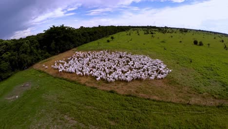 Imágenes-Aéreas-De-Una-Enorme-Manada-De-Ganado-En-Un-Pasto