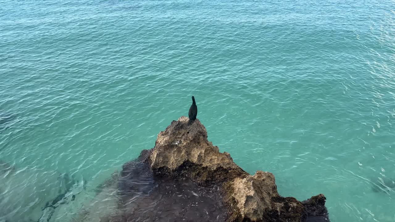 Primer plano de un ave silvestre negra posada sobre las rocas de la costa en Cala Ses Covetes, Mallorca, España