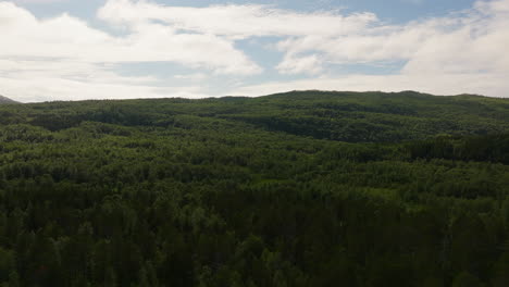 panoramic view of endless forestland at dawn