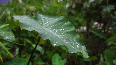 Wassertropfen-Auf-Grünem-Blatt,-Nahaufnahme-Auf-Laub,-Grüner-Garten-Montpellier-Moco