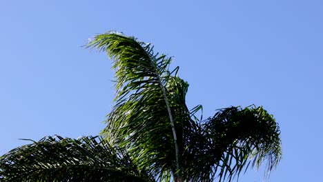 palmera moviéndose contra un claro cielo azul