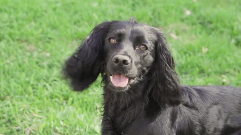 working spaniel in slow motion waiting for command to fetch