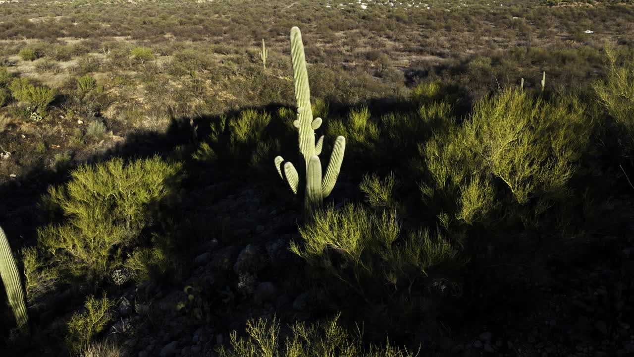 dramática luz golpeando cactus solitarios en el desierto de sonora
