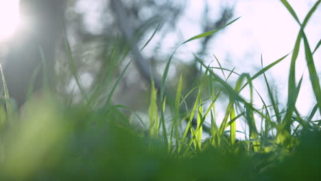 Nahaufnahme-Von-Grünem-Graslaub-In-Der-Natur-Mit-Schönem-Sonnenlicht