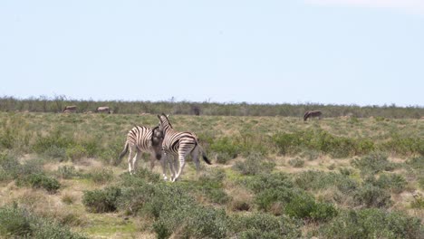 amazing play between two zebras