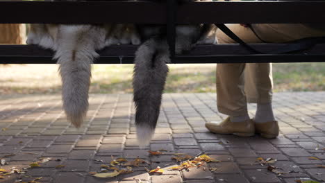 Dueño-De-Mascota-Con-Sus-Perros