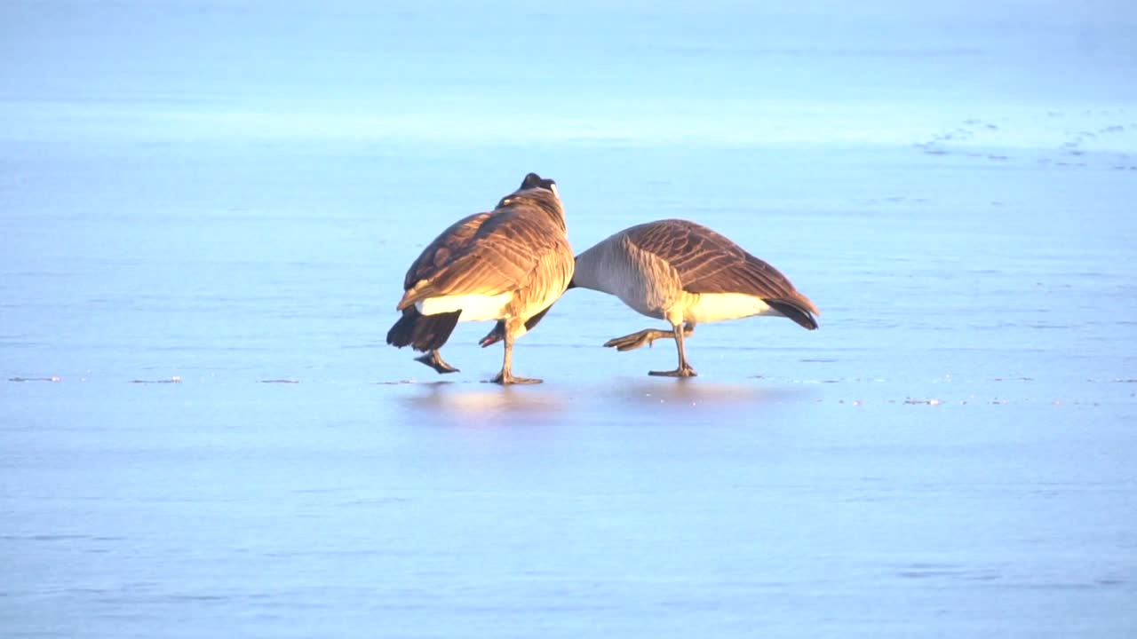Canadian Geese walking and calling out to mates on a frozen lake in hd 1080p 59.94p