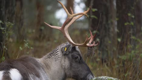 close up long shot of reindeer grazing moss on a rock in the middle of wet european forest on a cloudy day