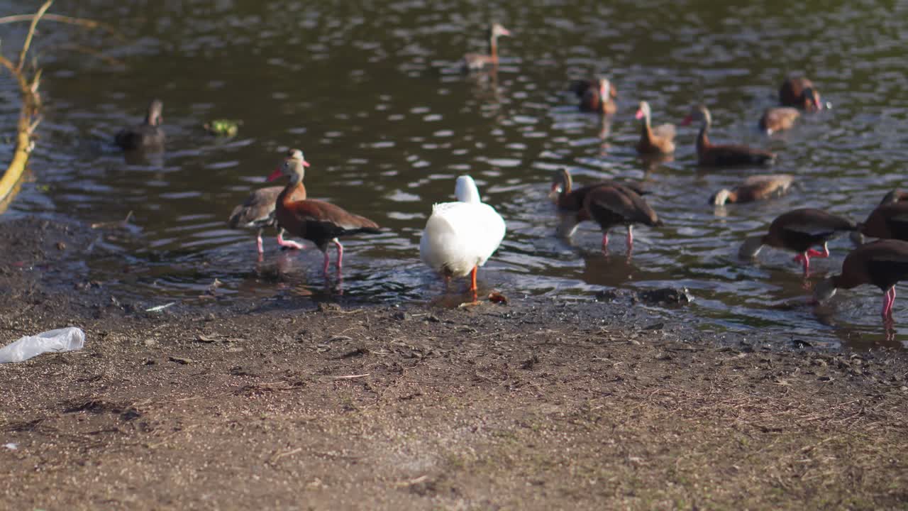 pato blanco caminando hacia el lago