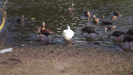 white duck walking into lake