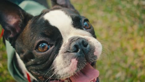 happy boston terrier in a park