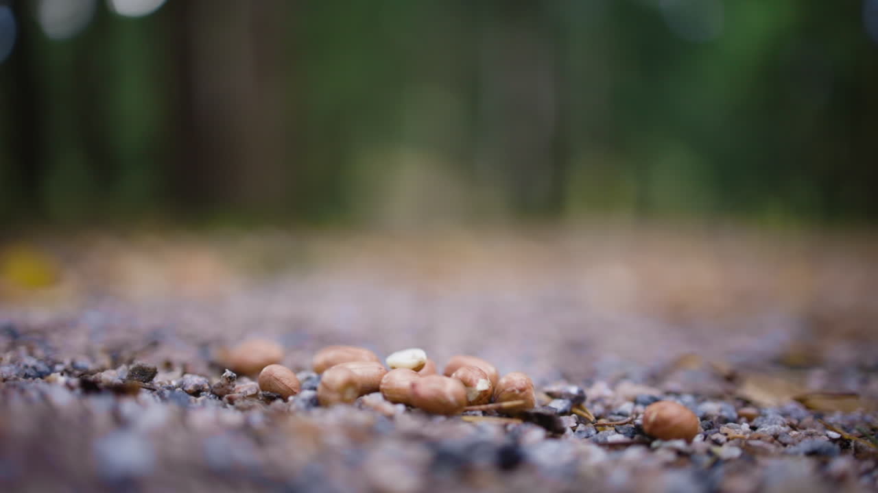 Close-up of bird picking up nut from ground and flying, shallow DOF