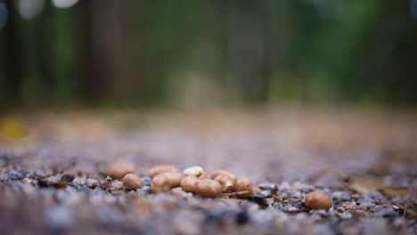 primer plano de un pájaro recogiendo nueces del suelo y volando, dof poco profundo