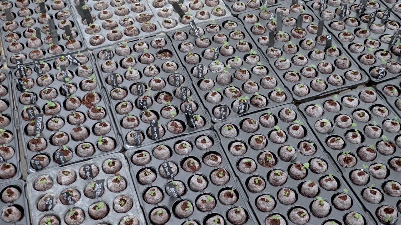 발아, 온실의 꽃