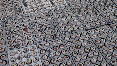 germinating, flowers in a green house