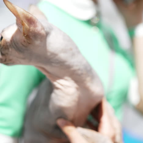 a cat in the arms of a woman. beautiful woman and sphynx cat