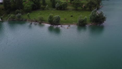 aerial orbit shot of kayaker paddling along the green lands where cows and sheep live and eat healthy near the paltinu lake of doftana valley in romania