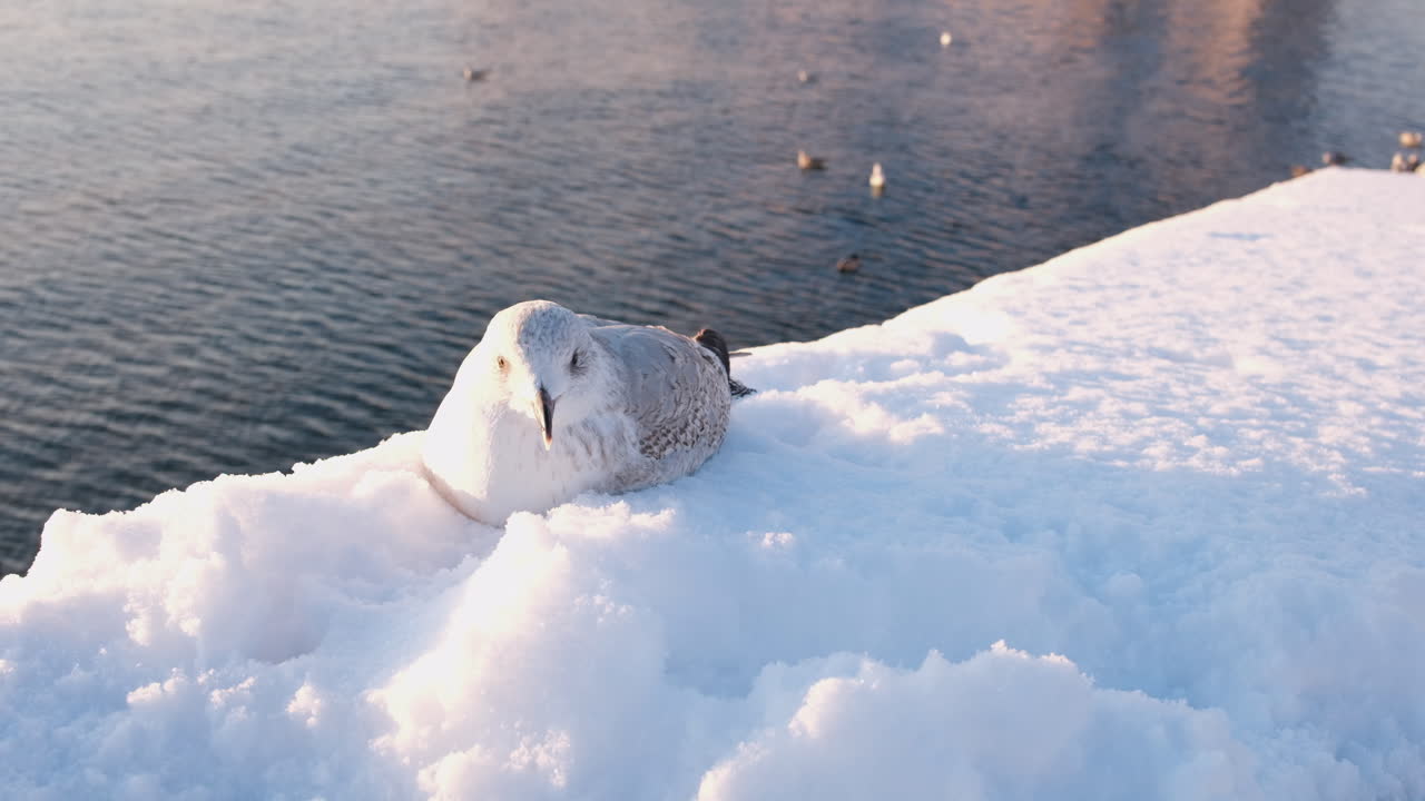 노르웨이 오슬로의 화창한 겨울날 눈 위에 앉아 있는 유럽 청어 갈매기의 근접 촬영