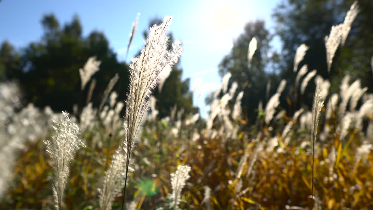 화창한 날 바람에 잔디