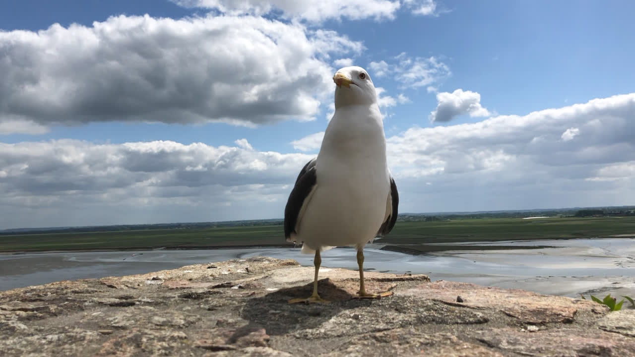 En måge venter tålmodigt på en afsats, mens folk står i nærheden med mad.