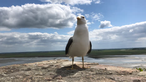 A-seagull-waiting-patiently-on-a-ledge-while-people-stand-nearby-with-food
