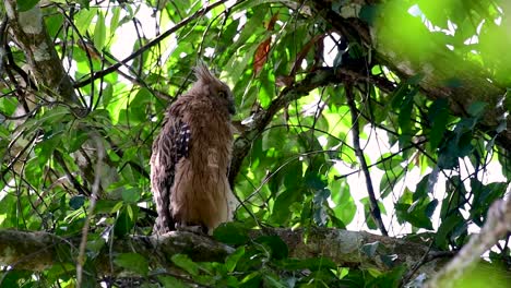 魚烏 (buffy fish owl) 是一個大型烏,但卻是四種烏中最小的