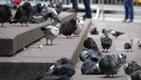 pájaros en ny manhatten