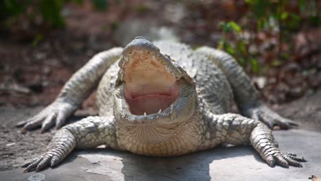 Siamesisches-Krokodil,-Crocodylus-Siamensis,-Thailand,-4k-Aufnahmen
