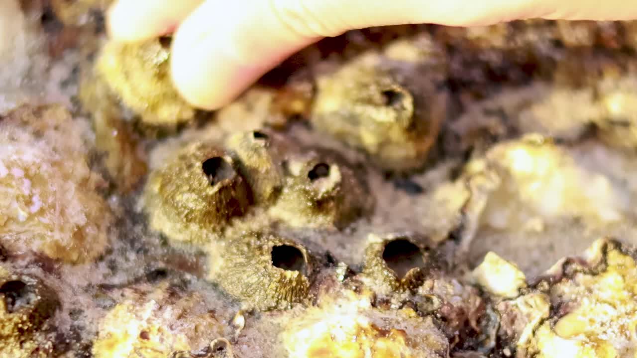 Close-up view of hands interacting with barnacles on a sunlit rocky surface, showcasing marine textures.