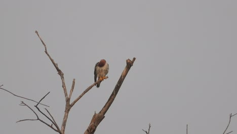 beautiful eagle in sky tree