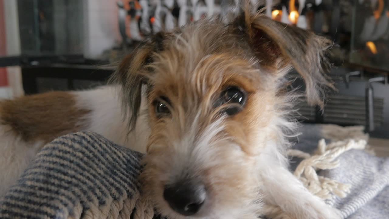 나쁜 와이어 헤어드 잭 러셀 테리어 강아지는 4k에서 담요를 는다.