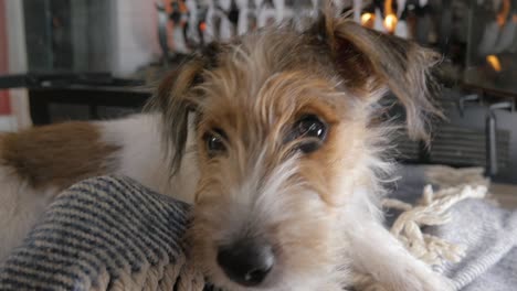 un cachorro de jack russell terrier de pelo de alambre travieso mastica una manta en 4k