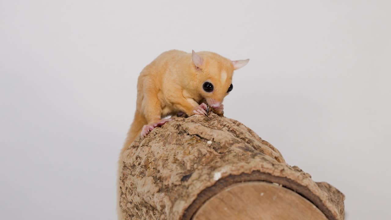 Primo piano di un petauro dello zucchero che mangia un verme della farina su un ceppo di legno, telecamera statica, illuminazione luminosa da studio
