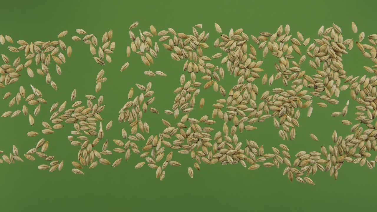 녹색 화면에서 고립 된 보리 곡물 줄무.