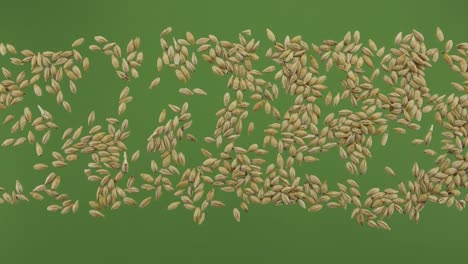 barley grain stripe isolated on green screen. top view